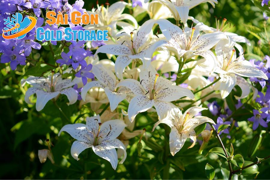 #Hướng Dẫn Cách Bảo Quản Hoa Ly Tươi Lâu Số Lượng Lớn