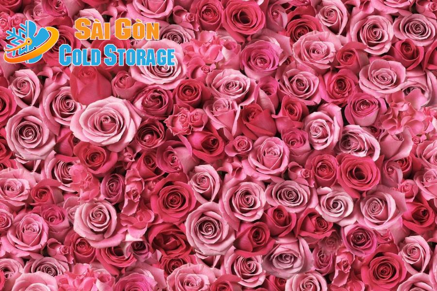 #Cách Bảo Quản Hoa Hồng Hiệu Quả Giúp Hoa Lâu Héo